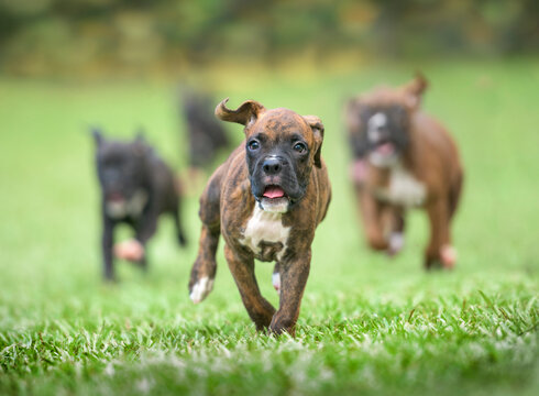 Group of nine week old  Boxer dog puppies romp and run toward us on grass lawn