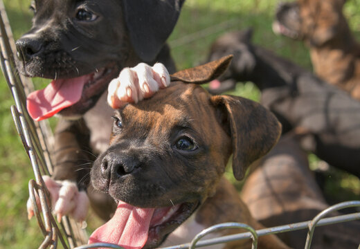 Nine week old Boxer puppies penned on grass lawn.