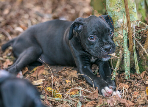 Nine week old baby animal black Boxer dog puppy chewing on sticks