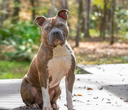 Adult male American Puit Bull Terrier Dog siting at attention on deck
