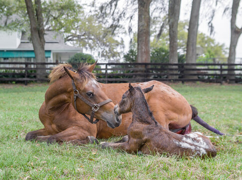 A minutes old Appaloosa horse  newborn foal  lying in grass field bonds with exhausted mare mom.