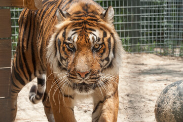 adult male Captive Bengal Tiger © Mark J. Barrett