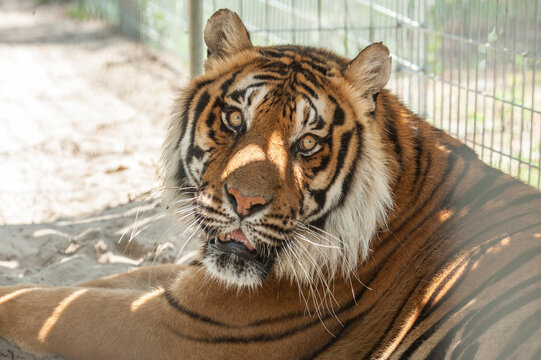 captive rescue adult male Bengal Tiger