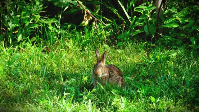 An Eastern Cottontail Rabbit sits low in tall green grass, alert and focused as it feeds, a blade of grass held in its mouth. Its ears stand fully upright, tracking its surroundings while it eats.