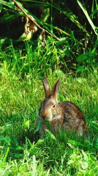 An Eastern Cottontail Rabbit sits low in tall green grass, alert and focused as it feeds, a blade of grass held in its mouth. Its ears stand fully upright, tracking its surroundings while it eats.