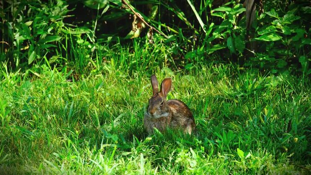 An Eastern Cottontail Rabbit sits low in tall green grass, alert and focused as it feeds, a blade of grass held in its mouth. Its ears stand fully upright, tracking its surroundings while it eats.