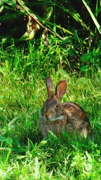 An Eastern Cottontail Rabbit sits low in tall green grass, alert and focused as it feeds, a blade of grass held in its mouth. Its ears stand fully upright, tracking its surroundings while it eats.