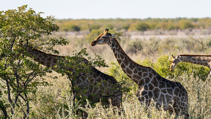 Giraffes Walking Beneath Green Savanna Trees © Angie