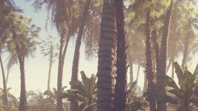 Palm trees are present in a lush green environment. The sun shines through the leaves, creating a warm effect. The scene captures the essence of a tropical location during the day.