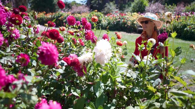 Senior woman admires dahlia flowers at Mendocino Coast Botanical Gardens in Fort Bragg California on a sunny day in a beautiful garden.