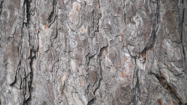 Close-up of rough textured bark on mature pine tree trunk.
