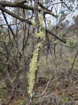 Pale Green Usnea Lichen Old Man Beard Hanging on Tree Branch in Bushland