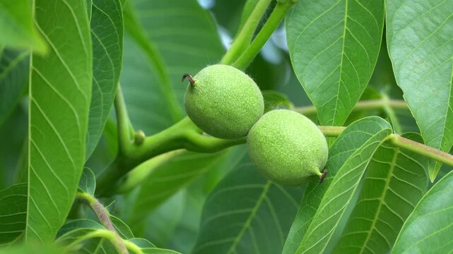 Close-up of green walnuts growing on tree branch surrounded by green leaves.