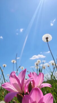 Pink Flowers and Dandelions Under a Sunny Blue Sky with Lens Flare