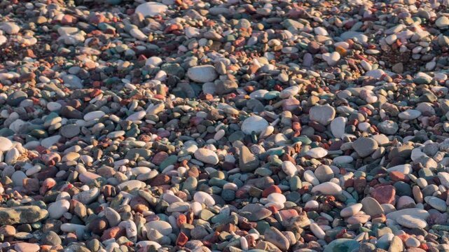 A black and tan dachshund dog sniffs and walks over smooth pebbles on a beach, its ear dropping close to the stones while searching for scents.
