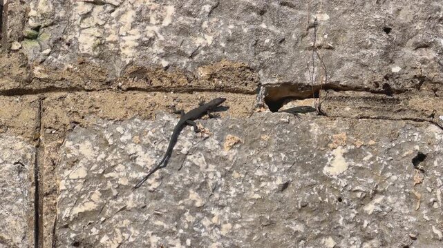 A small dark lizard rests motionless on a rough stone wall, basking in warm sunlight, a common reptile scene in a dry outdoor setting.