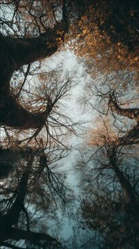 Low-angle View of an Autumn Tree Canopy against a Pale Sky
