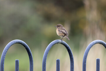 Naklejka premium Stonechat on hooped railings