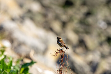Naklejka premium Male stonechat on dry seed heads