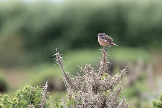 Stonechat on gorse