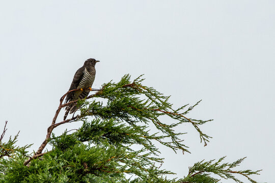 Juvenile cuckoo perched on a conifer