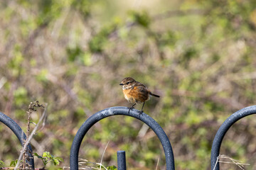 Naklejka premium Stonechat perched on railings