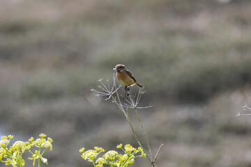 Naklejka premium Stonechat on a dried seed head