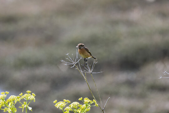 Stonechat on a dried seed head
