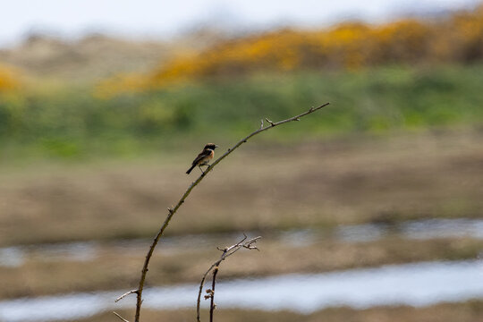 Male stonechat with gorse behind