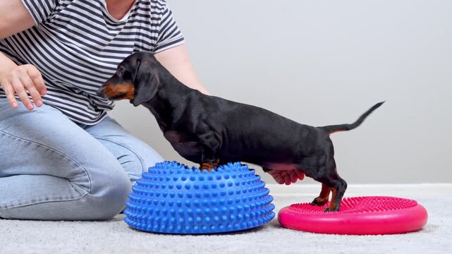 A black and tan dachshund dog stretches its front legs onto a spiky blue balance dome while standing on a pink stability cushion, guided by a woman in a striped shirt, canine rehabilitation.