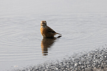 Naklejka premium Stonechat bathing in shallow water