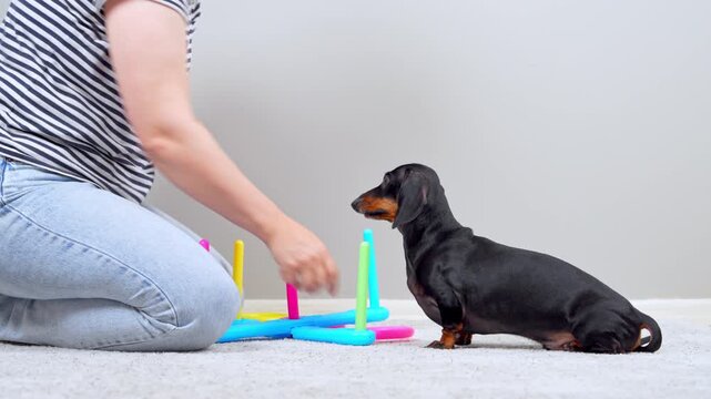 A black and tan dachshund dog holds a pink ring in its mouth while a woman kneels beside a colorful ring toss toy indoors, a concept of pet training and playtime.