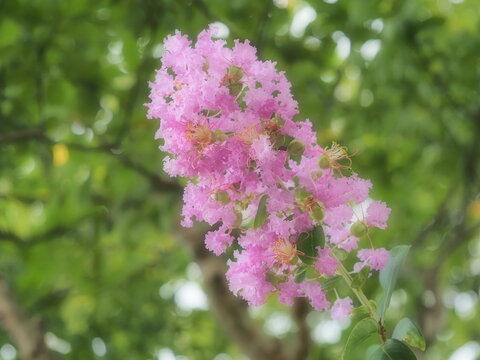 サルスベリの赤い花