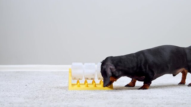 A black and tan dachshund dog paces around a yellow puzzle feeder with sliding cups on a light rug, working its sense of smell to find snacks hidden inside, a concept of canine brain games.