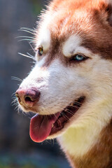 Red siberian husky dog portrait  © Mariana