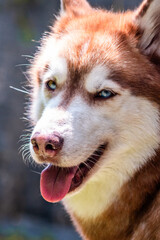 Red siberian husky dog potrait  © Mariana