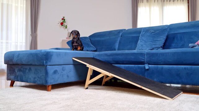 A black and tan dachshund dog carefully walks down a wooden ramp beside a blue sofa at home, highlighting spinal safety for this disc prone breed.