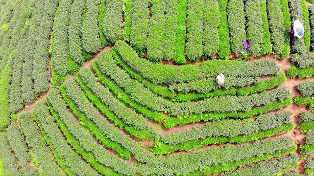 Aerial view of tea plantation terraces in Ya'an Sichuan China