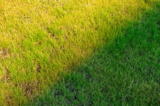 Light and shadow on a natural grass surface. Top down view of lawn with diagonal shadow contrast. Highlights the beautiful color contrast between sunlit blades and shaded areas.