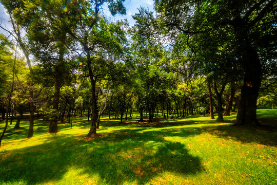 Path surrounded by trees, summer in Chapultepec forest in Mexico City