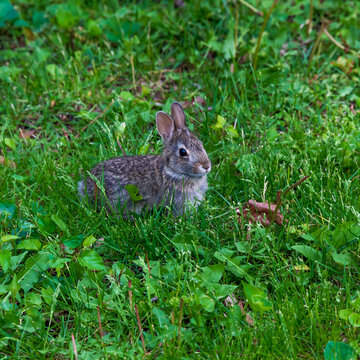 A rabbit in short grass.