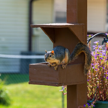 A squirrel eyes the photographer from a feeding box.