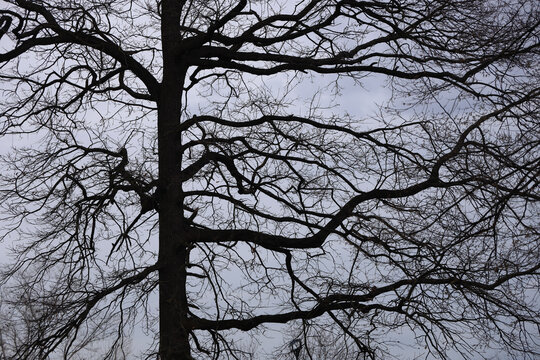 Solitary leafless tree silhouette against a moody overcast sky, minimalist winter autumn fall season landscape, bare branches of a deciduous tree in a rural field Natural background backdrop