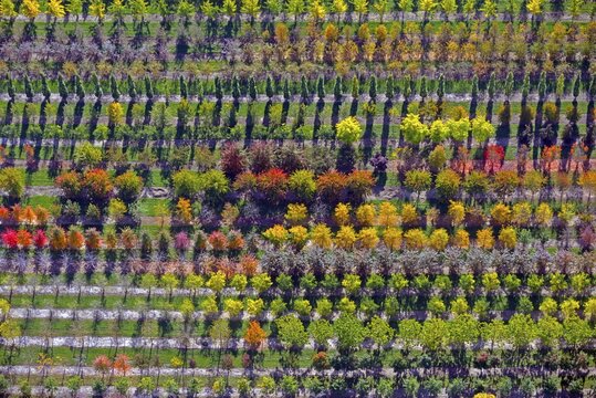 Colourful rows of autumnally coloured trees in a tree nursery, Nordheide, Lower Saxony, Germany