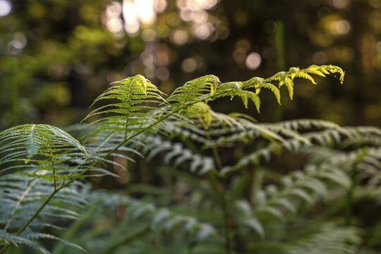 Close-up of ferns in the forest, illuminated by soft sunlight, creates a calming atmosphere, Simmelh&uuml;tte, Bad Wildbad. germany