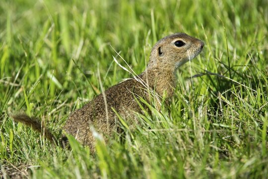 Citellus citellus, Czech Republic, European ground squirrel, common ground squirrel, rodents, rodentia, Czech Republic, mammals, rodents, mammals, ground squirrels