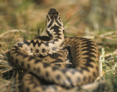 European adder, European viper, venomous snake, vipera berus, critters, poisonous reptilia, reptilia, snakes, snakes