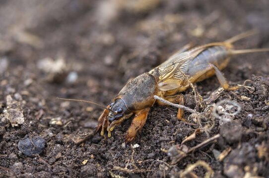 European mole crickets, grasshoppers, gryllotalpa gryllotalpa, half-devils, mole crickets, werre, dwarf, ensifera, grasshoppers, insects, insects, long-feeler scare