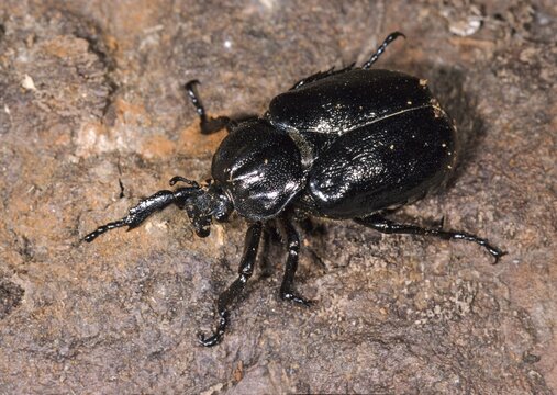 Hermit, Hermit Beetle, Juchten Beetle, Osmoderma Eremita, Beetle, Coleoptera, FFH, Insects, Beetles