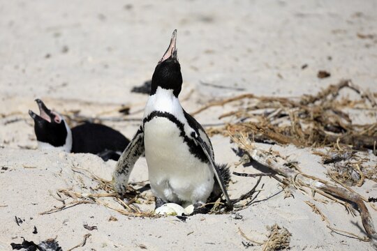 African penguin (Spheniscus demersus), adult, nest, breeding colony, beach, clutch of eggs, incubating, on the beach, Boulders Beach, Simonstown, Western Cape, South Africa